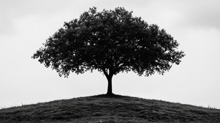 Wall Mural - Solitary Tree Silhouette