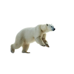 running polar bear ,isolated on white background , transparent png image