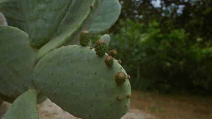 Close-up of an opuntia ficus-indica cactus in an outdoor garden in puglia, southern italy, showcasing its small budding fruits on the green paddles.