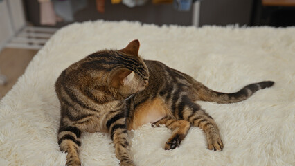 Wall Mural - A cat lounging comfortably on a plush bed inside a cozy home.