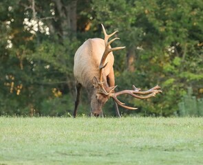 Wall Mural - Gorgeous Non Typical Antlers Elk in Elk Country PA 