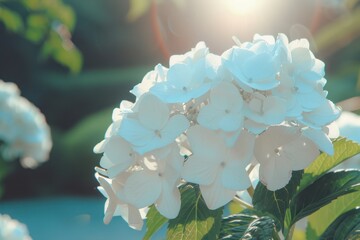 Wall Mural - White Blooming Hydrangea Field: Closeup Texture Background Banner with Beautiful Flowers