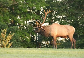 Wall Mural - Gorgeous Non Typical Antlers Elk in Elk Country PA 