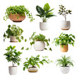 © Rawpixel.com - Houseplants png cut out set