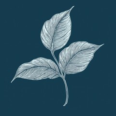 Line art of two white leaves on a dark blue background, minimalistic and sharp, ideal for packaging or logo design.