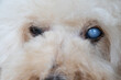 © ThamKC - Close up of old toy poodle pet dog suffering from advanced cataract problem on her left eye.