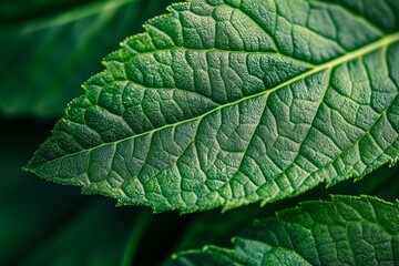 Wall Mural - Macro image of ultra detailed fresh green leaf