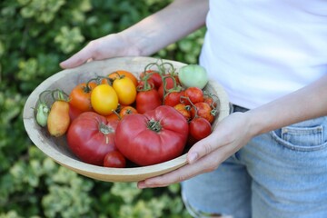 Poster - Woman holding bowl of different fresh tomatoes outdoors, closeup