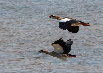 Two egyptian goose flying over a river