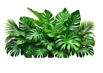 Fototapete - Lush green tropical foliage featuring monstera and palm leaves set against a transparent background ideal for design projects