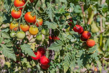 Poster - Ripe and unripe cherry tomatoes on field in sunny day