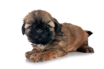 Sticker - puppy Shih Tzu in studio