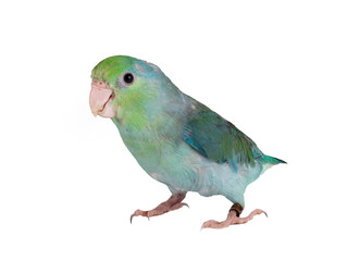 Canvas Print - Pacific parrotlet in studio