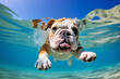 © Kate - English Bulldog Cute Adorable Pet Dog Animal Having Fun Playing Swimming In Water Outdoor