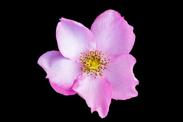 Pink rose hip flower isolated on black.