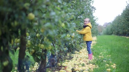 Wall Mural - Adorable preschooler girl picking yellow ripe organic apples in orchard or on farm on a fall day.