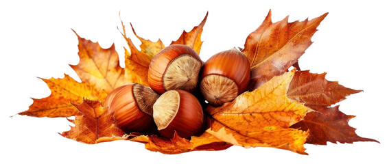 Wall Mural - PNG Autumn leaves hazelnuts white background