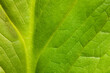 © Drake Fleege - Close-up of the skunk cabbage leaf growing in mid-May within the Pike Lake Unit, Kettle Moraine State Forest, Hartford, Wisconsin