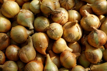 Onion just picked from the garden. Fresh onions background. Ripe onion in the greenhouse. Organic vegetables