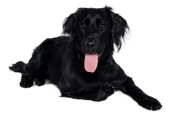 Wall Mural - Happy Flat-Coated Retriever dog taken on at clean white background