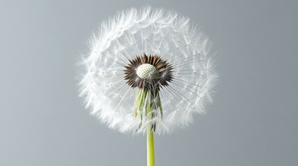 Wall Mural - Isolated dandelion captured in close-up, emphasizing the intricate structure of its seeds, standing out against a plain background