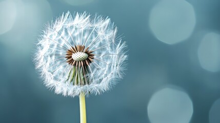 Canvas Print - Isolated dandelion captured in close-up, emphasizing the intricate structure of its seeds, standing out against a plain background