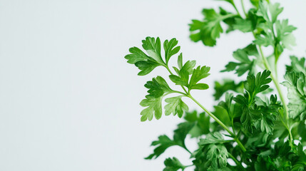 Fresh green parsley leaves with a light background showcasing their vibrant color and texture on a sunny day