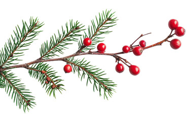 png christmas branch plant tree leaf.