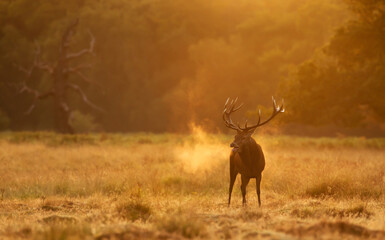 Wall Mural - Majestic red deer stag calling during rutting season in golden sunrise mist