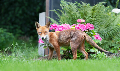 Wall Mural - Portrait of a cute red fox cub standing on a green grass in a garden