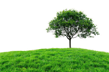 PNG  Lone tree on grassy hill