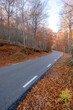 © yaqui_villegas - This photograph depicts a winding road cutting through a forest blanketed in fallen autumn leaves, capturing the serene beauty and crisp atmosphere of the fall season in nature in Montseny Spain