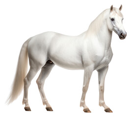 Canvas Print - PNG White hourse stallion standing animal.