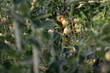 © lapis2380 - Blushing bush tomatoes on the plant.