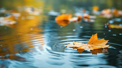 Poster - tranquil autumn leaves floating peacefully on calm water surface serene natural background