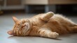 © Plaifah - An adorable overweight orange cat stretching lazily on the floor, showing off its soft belly and content expression.