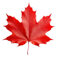 Wall Mural - png maple leaf border plant tree white background.