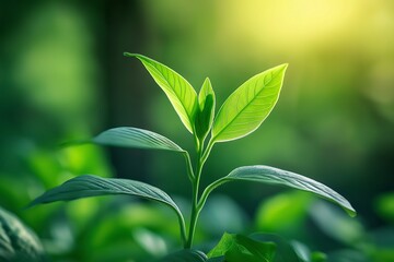 Wall Mural - Close-up of a vibrant green plant with sunlight illuminating its leaves giving a fresh and lively appearance.