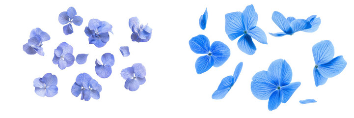 Aufkleber - Flower petals from a Blue Flower (Forget me not) fly or fall in the air, spring meadow flora isolated on white.