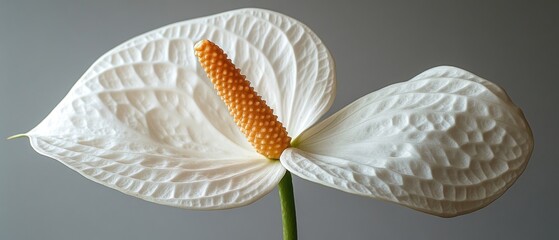 Wall Mural - White Anthurium Flower with Orange Spathe