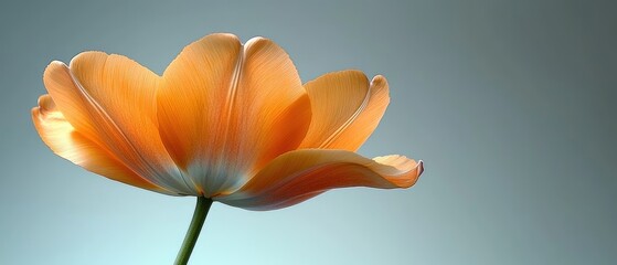 Wall Mural - A Single Orange Tulip with Veined Petals Against a Light Blue Background