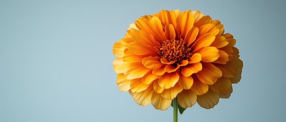 Wall Mural - A Single Orange Zinnia Flower Against a Light Blue Background