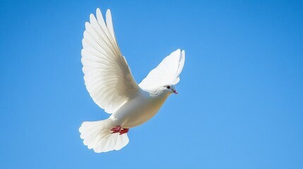 A white dove gracefully flying against a clear blue sky, symbolizing peace and freedom.