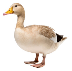 Sticker - PNG  Duck animal goose white.