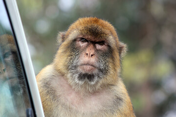 Monkey in Gibraltar