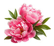 © Yeti Studio - Beautiful pink peonies with green leaves, cut out
