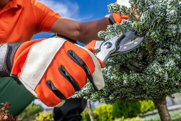 Wall Mural - Gardener Trimming a Bush in a Sunny Garden Setting With Bright Blue Skies