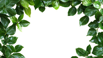 green leafy vine forming a border isolated png transparent background