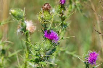 Wall Mural - Bull thistle (Cirsium vulgare) . When it goes to seed, they are capped with a circle of plume-like white hairs. Mature plants can produce up to 4,000 seeds per plant