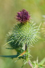 Sticker - Bull thistle (Cirsium vulgare) . When it goes to seed, they are capped with a circle of plume-like white hairs. Mature plants can produce up to 4,000 seeds per plant